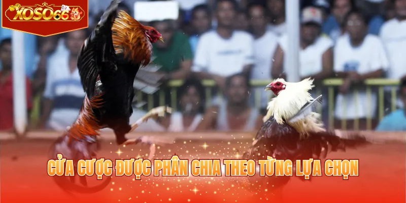 Cửa cược được phân chia theo từng lựa chọn