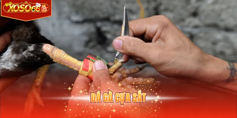 đá gà cựa sắt