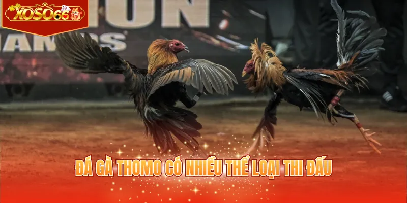 Đá gà Thomo có nhiều thể loại thi đấu