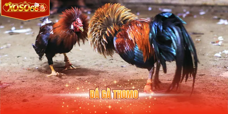 Đá gà thomo