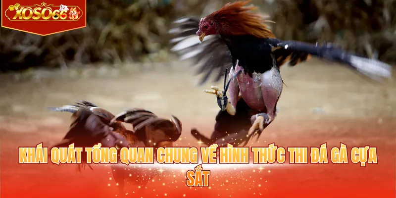 Khái quát tổng quan chung về hình thức thi đá gà cựa sắt