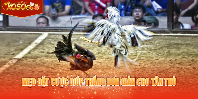 Mẹo đặt cược giúp thắng đơn giản cho tân thủ
