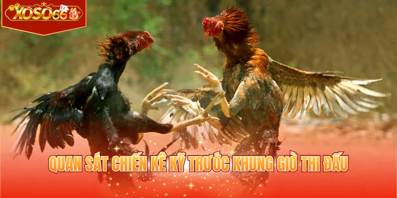 Quan sát chiến kê kỹ trước khung giờ thi đấu